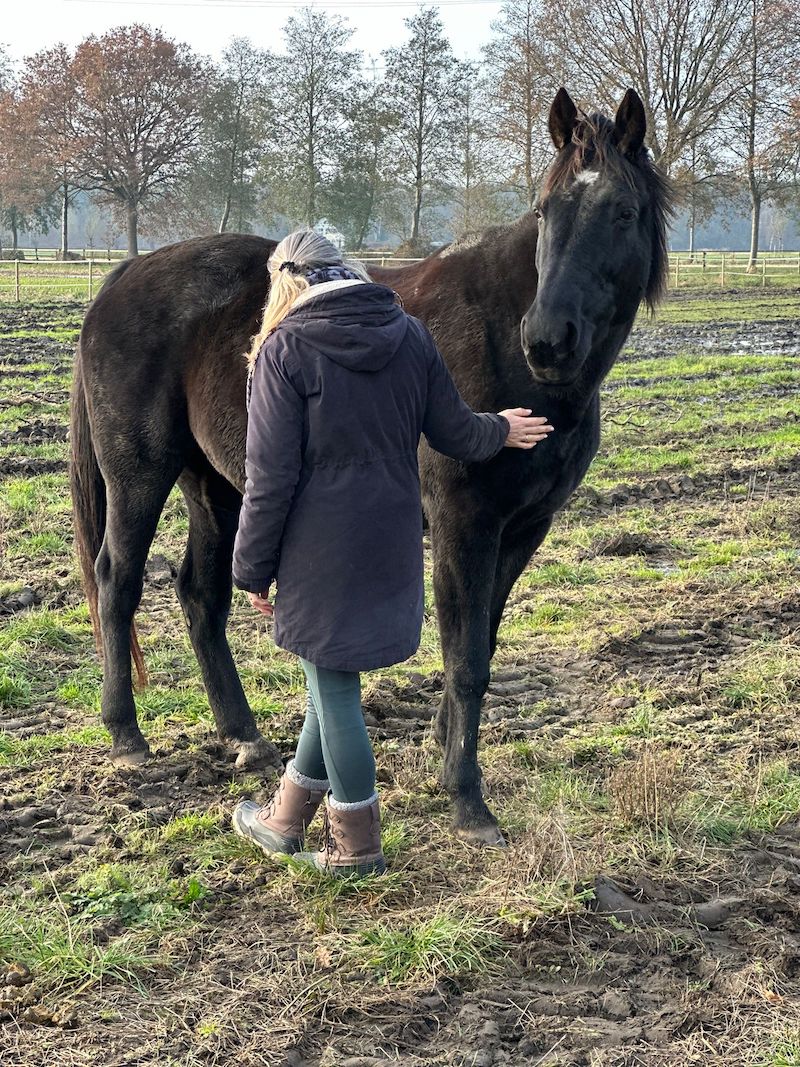 Nicole de Leeuw - Van de Ven Psychosociaal paardentherapeut