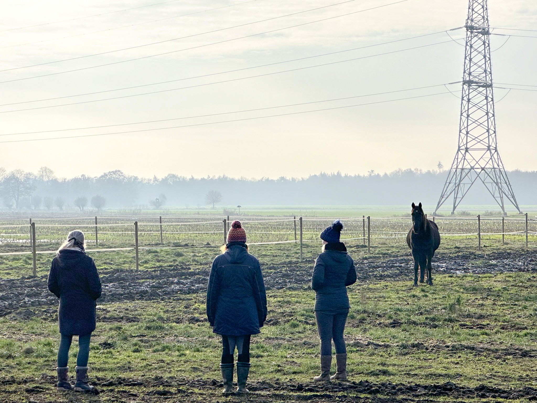 Therapiepraktijk Rivka therapie paarden